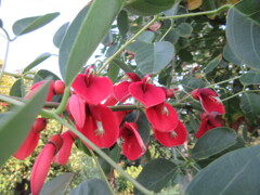 アメリカデイゴ