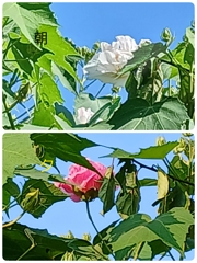 酔芙蓉