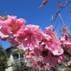 花桃