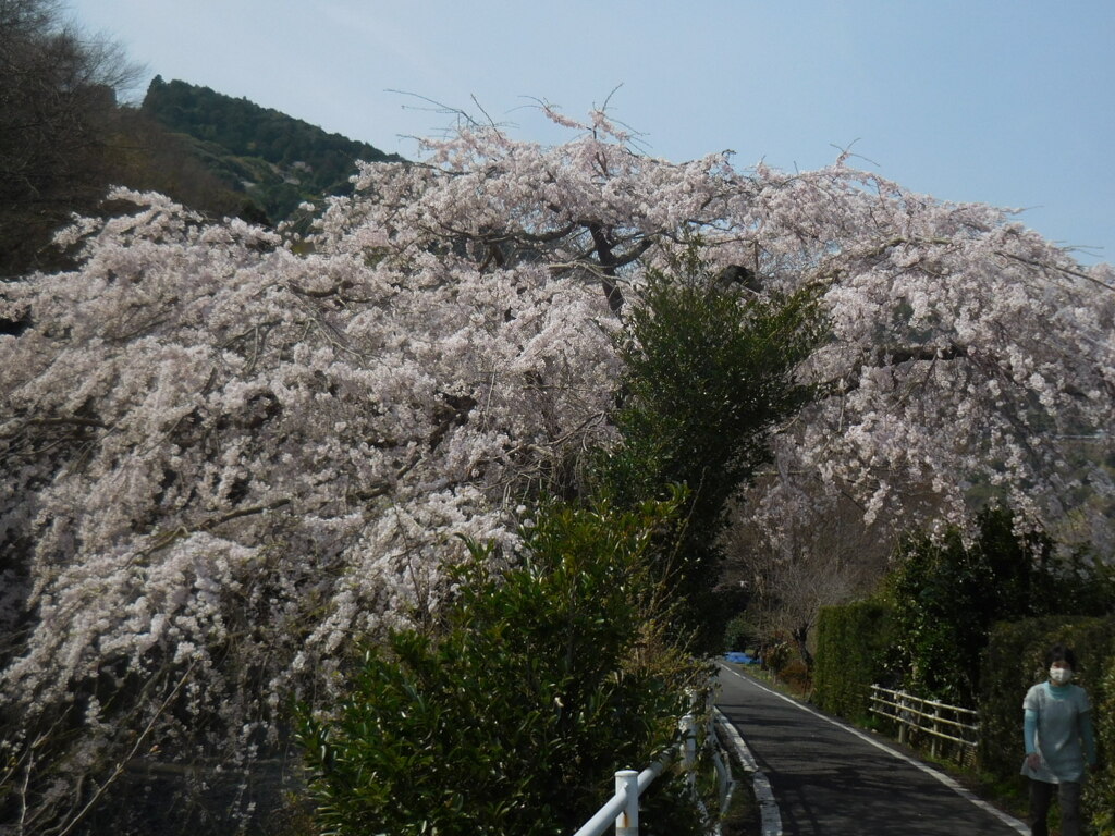 散歩道