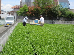 お茶刈り