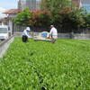 お茶刈り