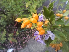 デュランタの実