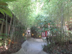 竹林の小道