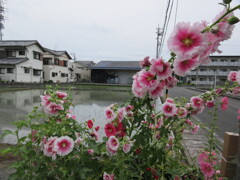 田植えの頃