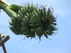 バナナ（芭蕉？）