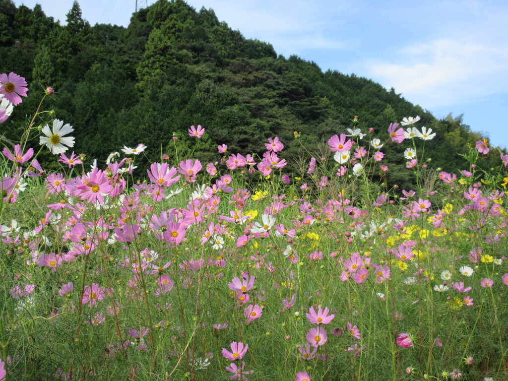 コスモス