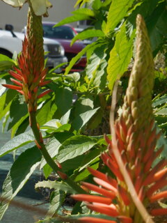 アロエの花