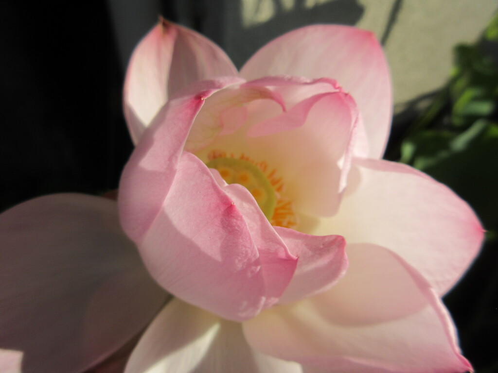 早朝散歩　１