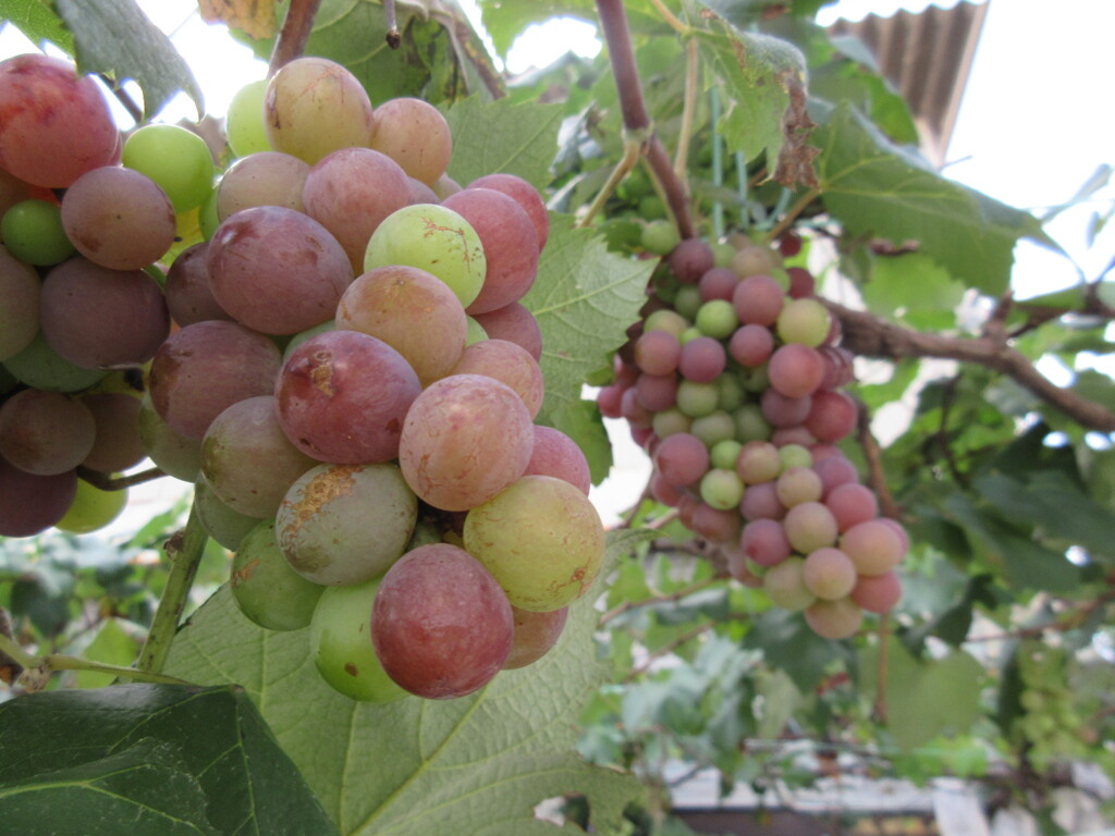 実りの秋　葡萄