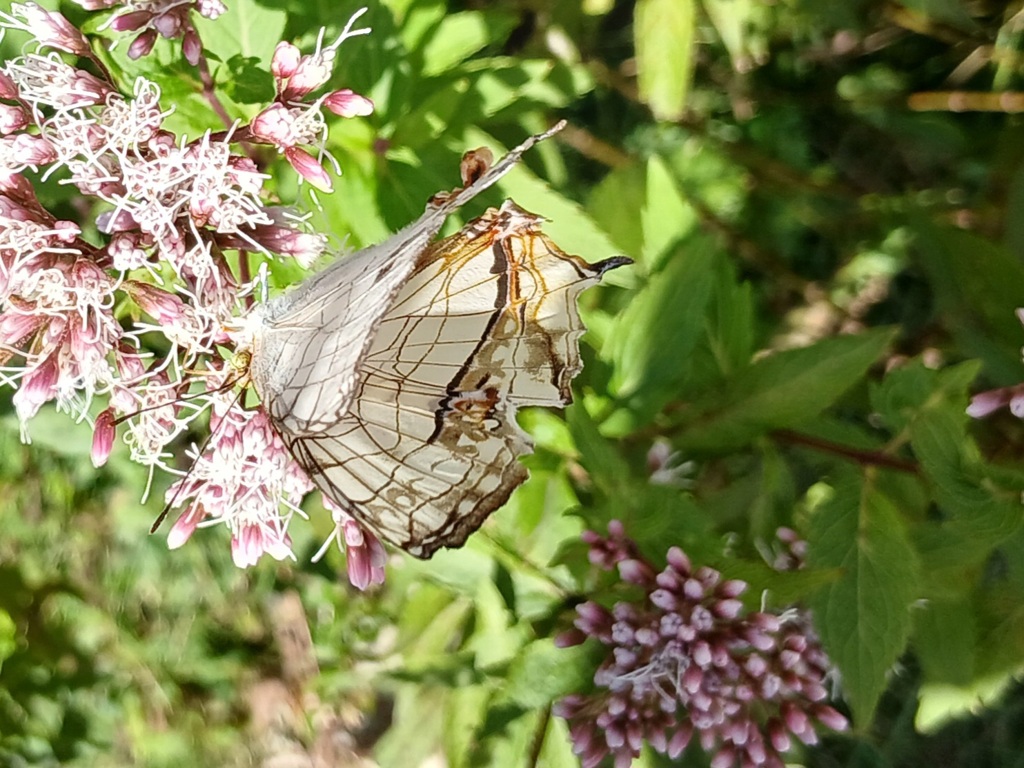 イシガケチョウ