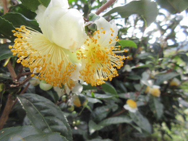 お茶の花