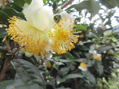 お茶の花