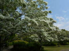 なんじゃもんじゃ