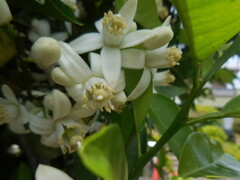 ミカンの花