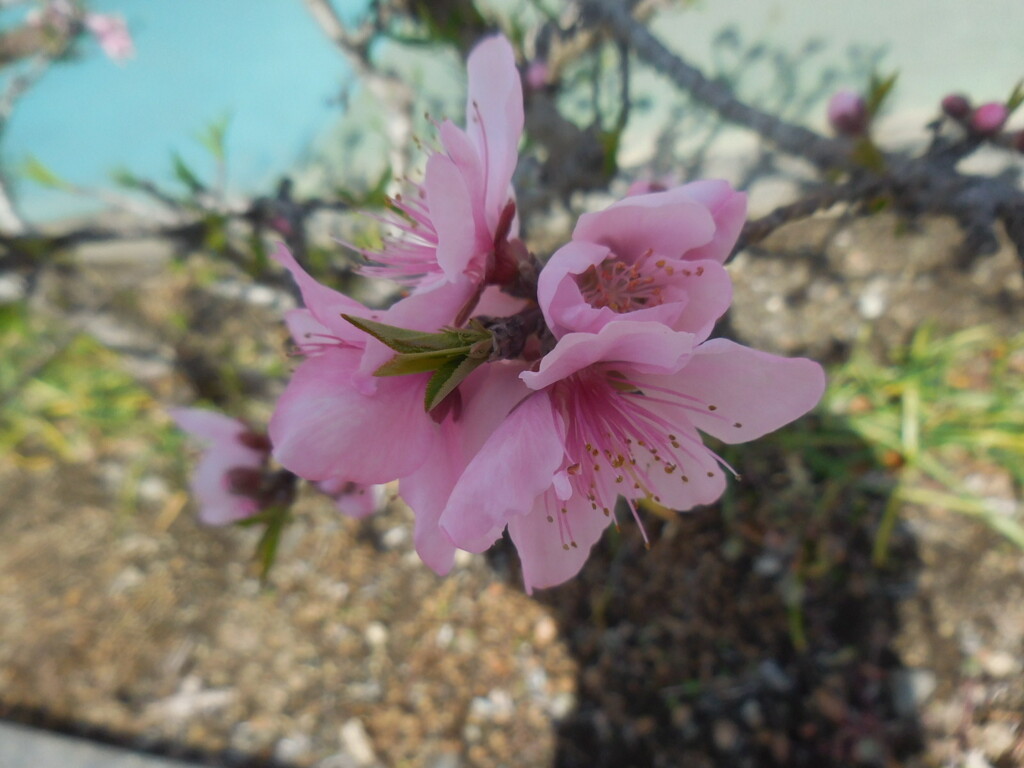 桃の花