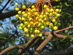 栴檀