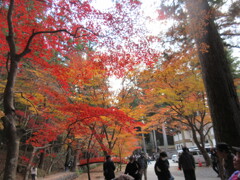 小國神社の紅葉
