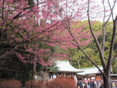 護国神社の桜