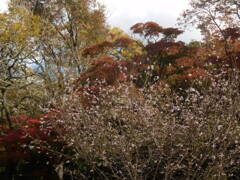 十月桜と紅葉