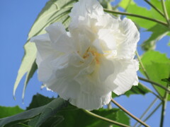 酔芙蓉　朝