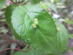 花筏