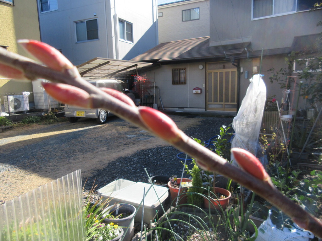 春を待つ