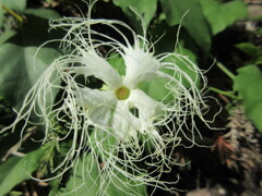 キカラスウリの花