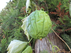 キカラスウリの実