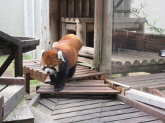 レッサーパンダらくじゅえん