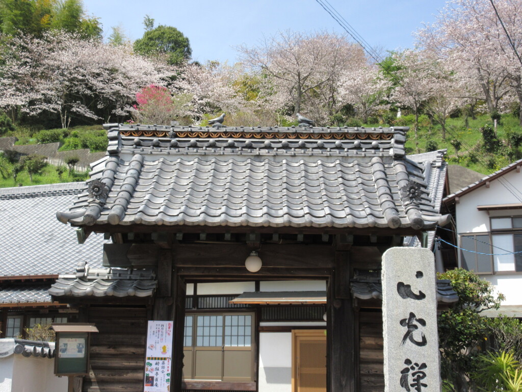お寺　裏山の桜