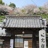 お寺　裏山の桜