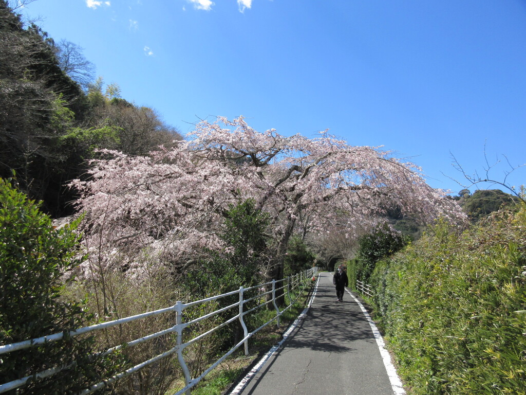 一足お先に