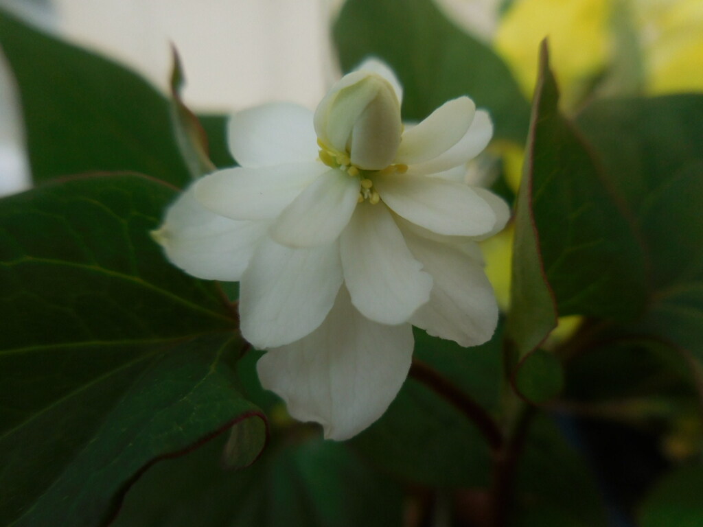 八重のドクダミ