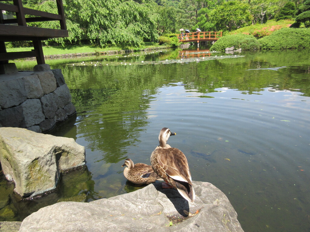 逃げられた
