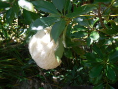 モリアオガエルの卵