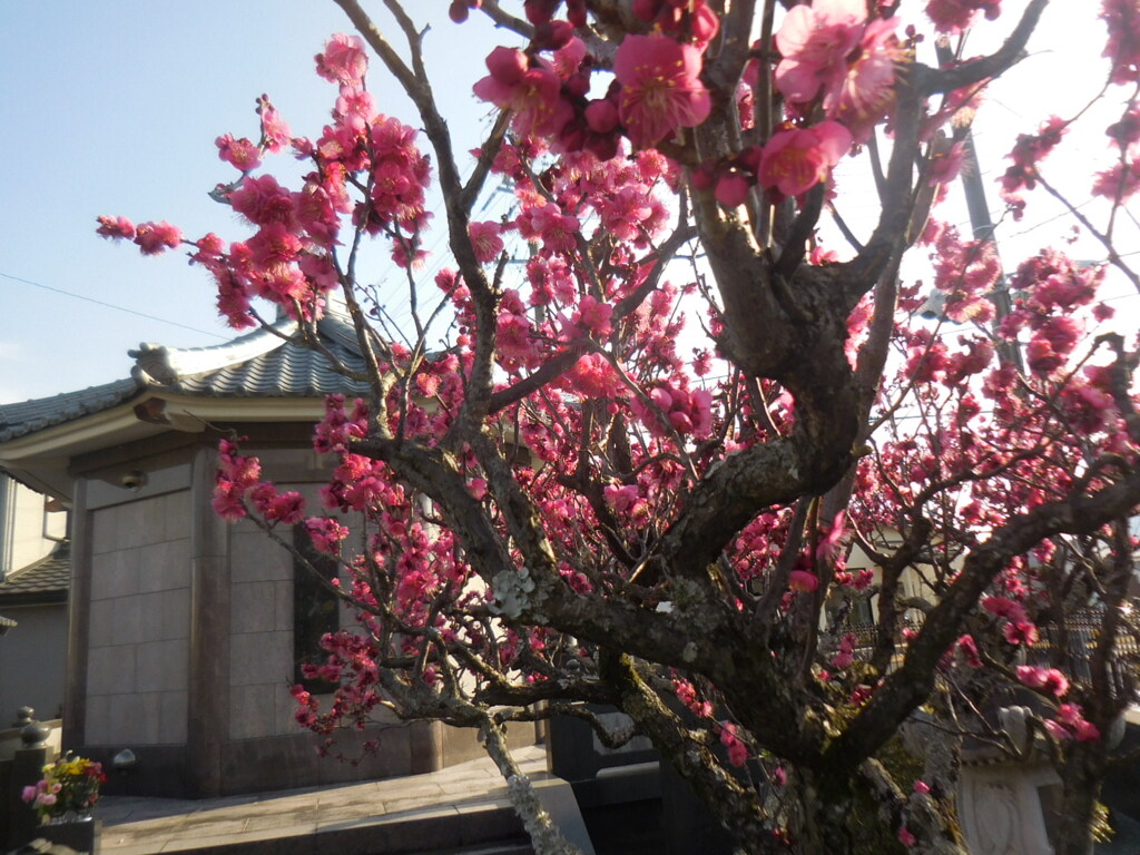 お寺の紅梅