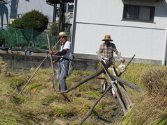 稲刈り