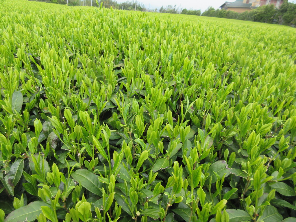 新茶の季節