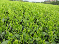 新茶の季節