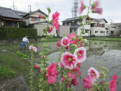 タチアオイに見守られて