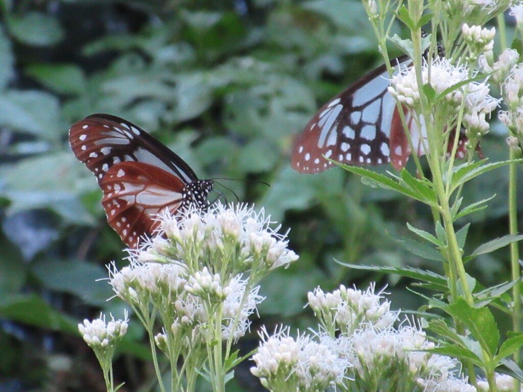 アサギマダラ (7)