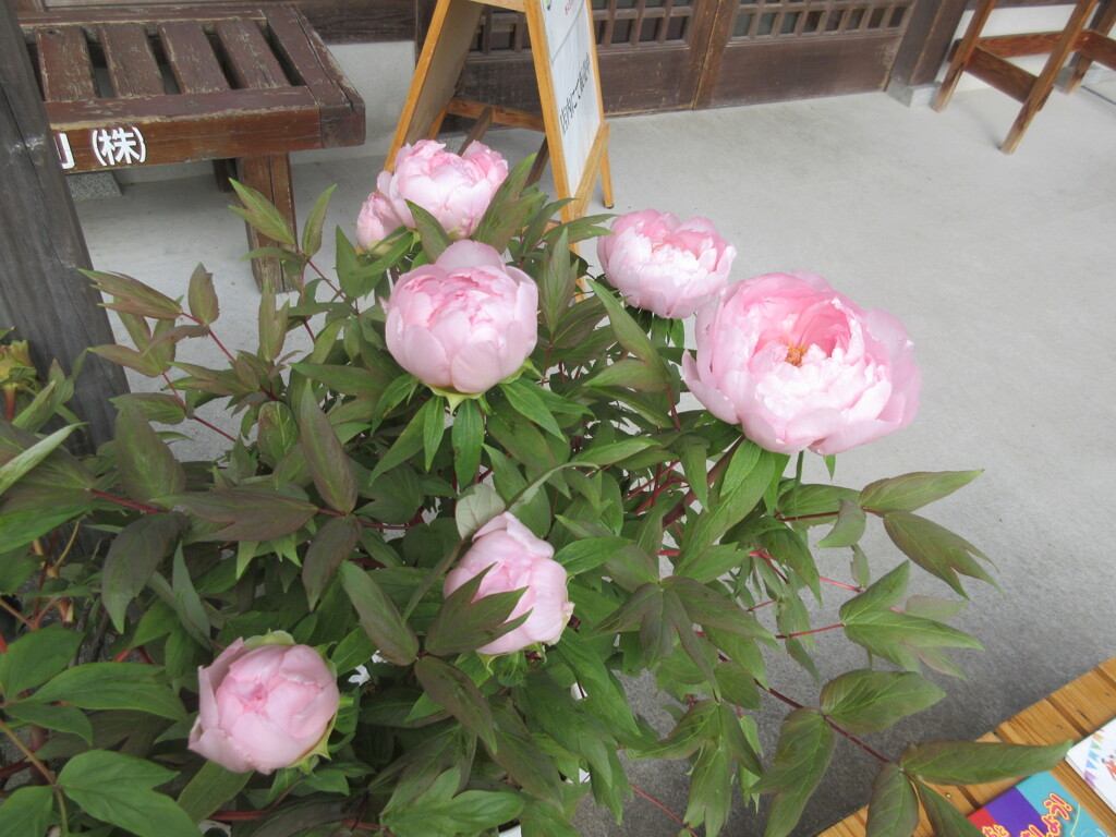 参道に咲く牡丹