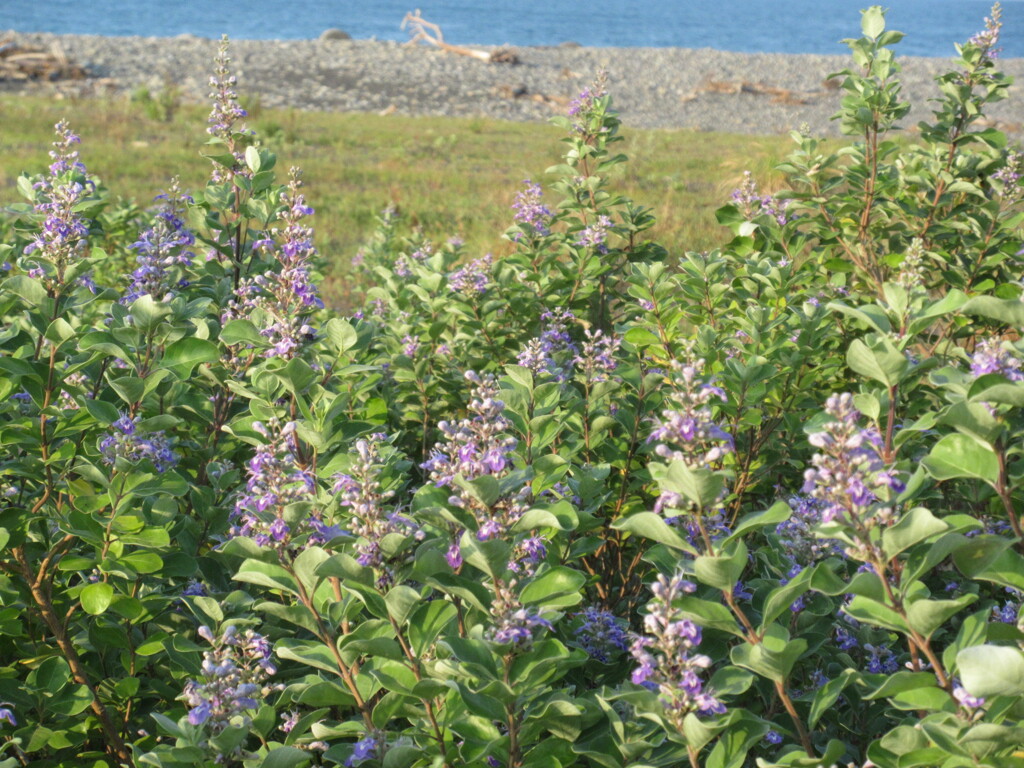 ハマゴウ咲く浜