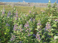 ハマゴウ咲く浜