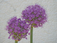 アリウムギガンチウム