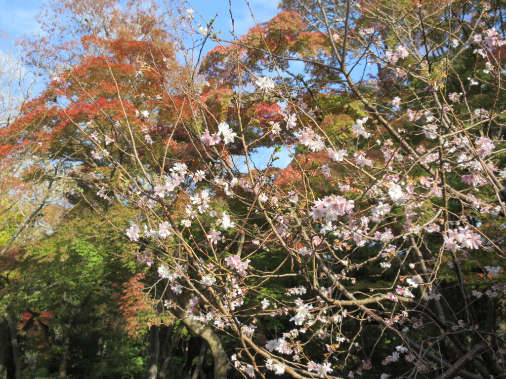 桜と紅葉