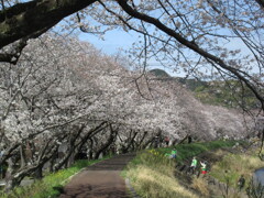 お散歩