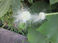 早朝散歩　２
