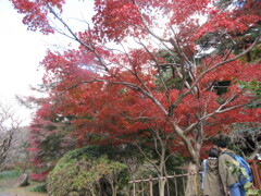 熱海梅園の紅葉